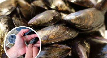 Il metodo più pratico per pulire le cozze in pochissimo tempo (massimo 7-8 minuti)