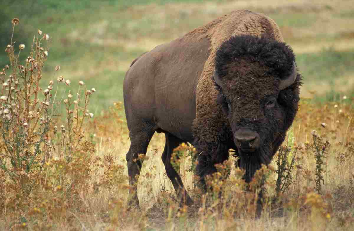 La gobba del bisonte può essere anche genetica