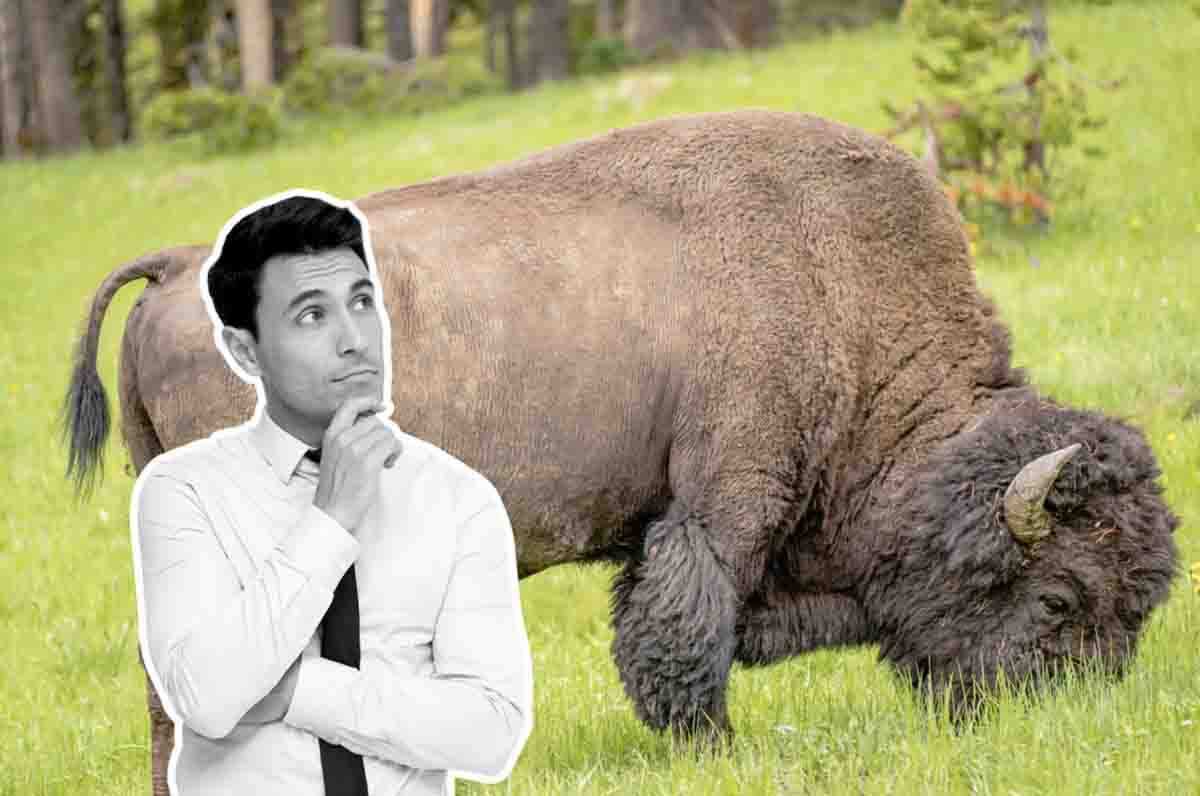 Sapete cos'è la gobba del bisonte?