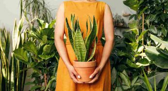 Le tue piante saranno sempre verdi e sane grazie a questo mix naturale che fa miracoli