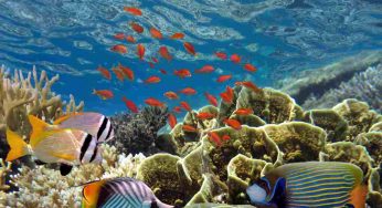Altro che granchio blu, sta arrivando in Italia un’altra terribile specie aliena