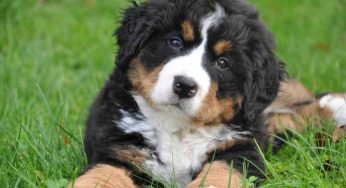 Cani, come vedono realmente i colori: ecco spiegato in un video