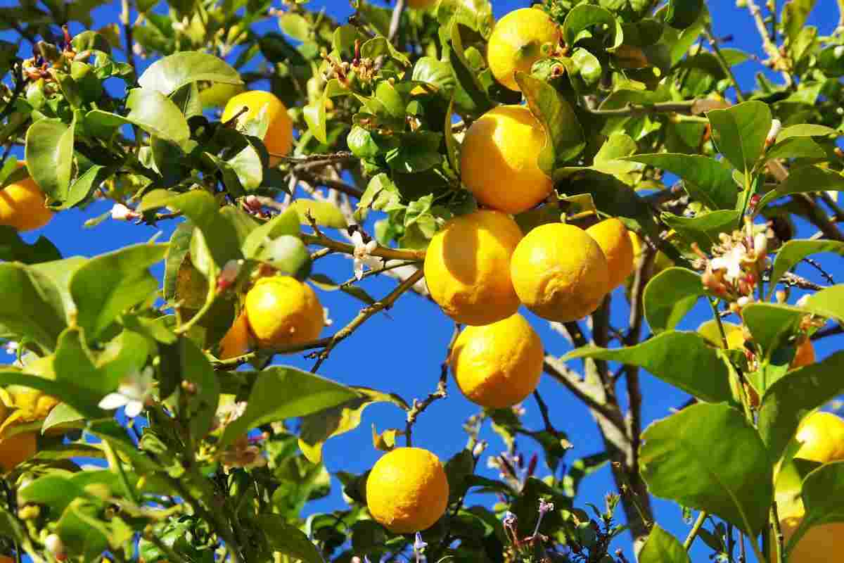 limoni Sicilia prodotto mercato emirati arabi