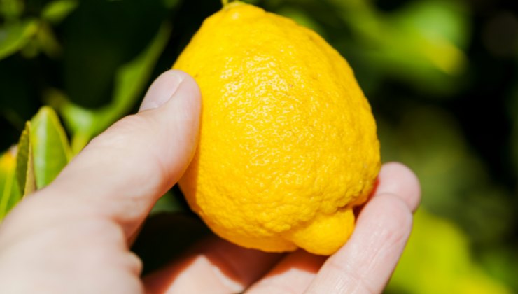 limoni mercato emirati sicilia